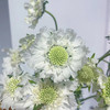 蓝盆花白色丨草花【单拍不发】 商品缩略图0