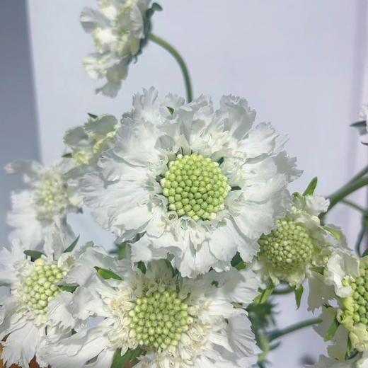 蓝盆花白色丨草花【单拍不发】 商品图0