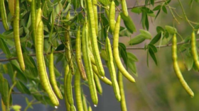 草木有趣 | 历史上使用最早的眼科药