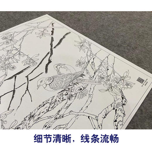 【大彩图】邹传安工笔画白描底稿小品《春酣》海棠花临摹勾线花鸟线稿HN27 商品图4
