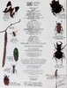 预售 【中商原版】DK 英文原版 Eyewitness 系列昆虫百科 Insect Eyewitness 昆虫指南 插图介绍 商品缩略图3