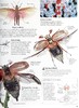 预售 【中商原版】DK 英文原版 Eyewitness 系列昆虫百科 Insect Eyewitness 昆虫指南 插图介绍 商品缩略图6