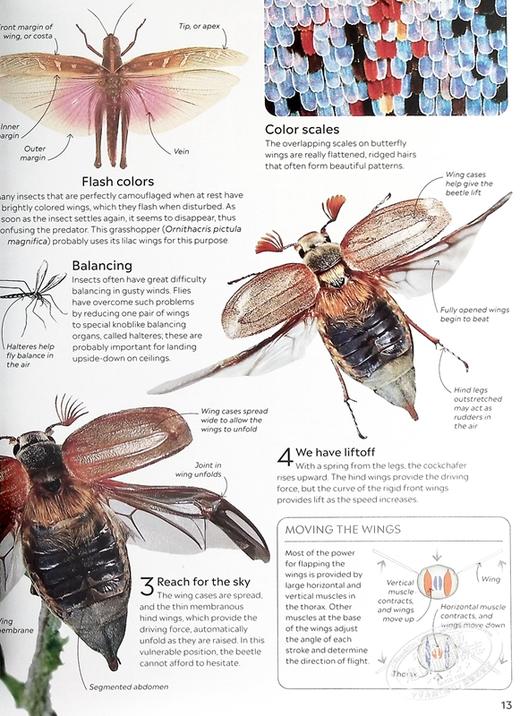 预售 【中商原版】DK 英文原版 Eyewitness 系列昆虫百科 Insect Eyewitness 昆虫指南 插图介绍 商品图6
