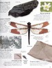 预售 【中商原版】DK 英文原版 Eyewitness 系列昆虫百科 Insect Eyewitness 昆虫指南 插图介绍 商品缩略图5