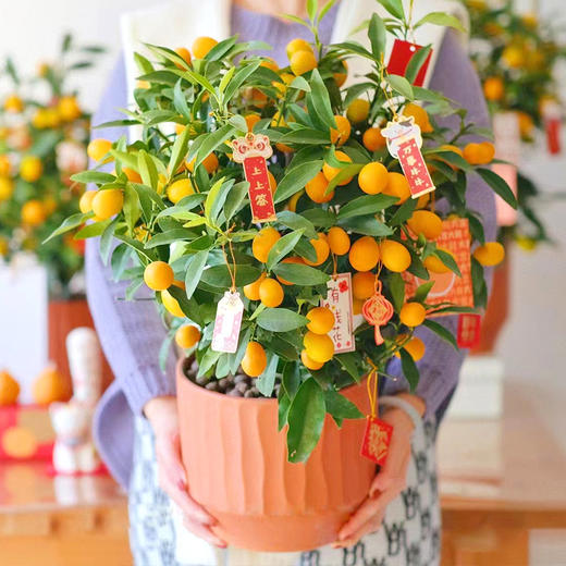 金桔盆栽-1盆带果四季果树食用金橘室内阳台招财春节元旦送礼祝福植物（果实偏青） 商品图1