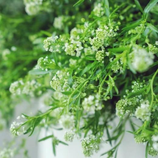 绿玲草丨配草 商品图3