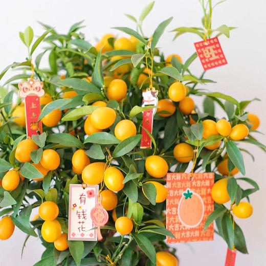 金桔盆栽-1盆带果四季果树食用金橘室内阳台招财春节元旦送礼祝福植物（果实偏青） 商品图2