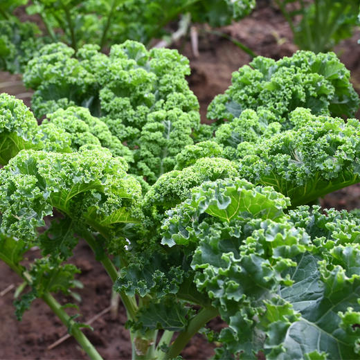 羽衣甘蓝 300g 商品图1