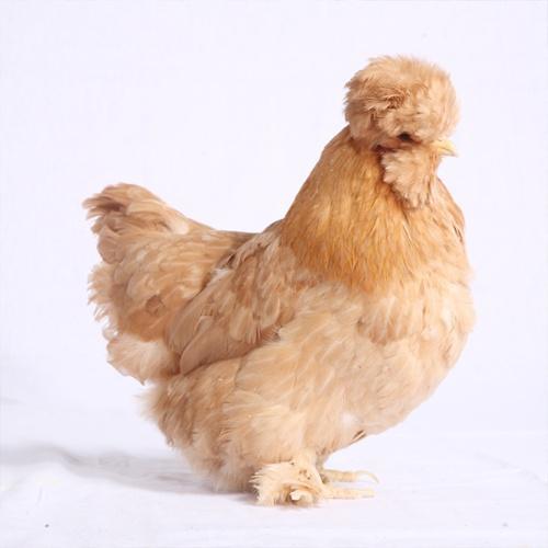 北京油鸡+油鸡童子鸡周期配送 商品图3