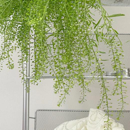 绿玲草丨配草 商品图1