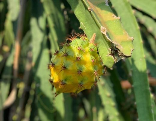 海南•燕窝果 商品图6