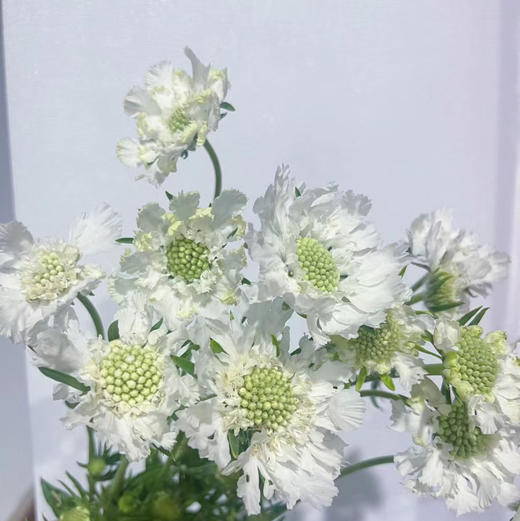 蓝盆花白色丨草花【单拍不发】 商品图1