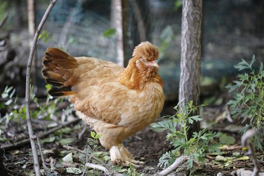 北京油鸡+油鸡童子鸡周期配送 商品图0