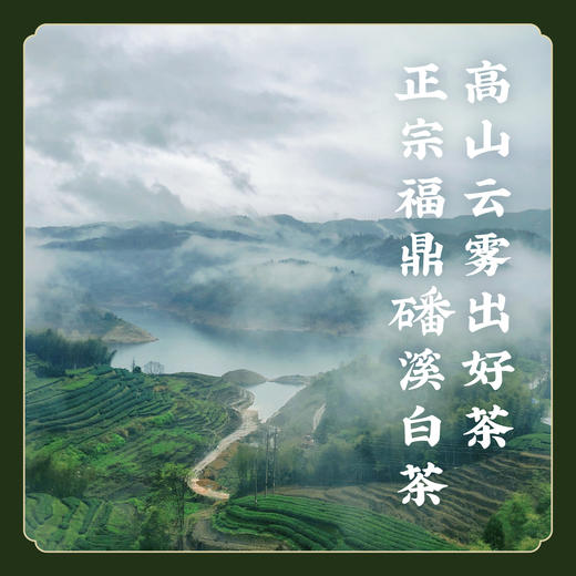 【有机茶】特级磻溪高山云雾白茶 白牡丹/白毫银针/有机特级白毫银针 正宗福鼎白茶 K仅参与会员折扣 商品图3