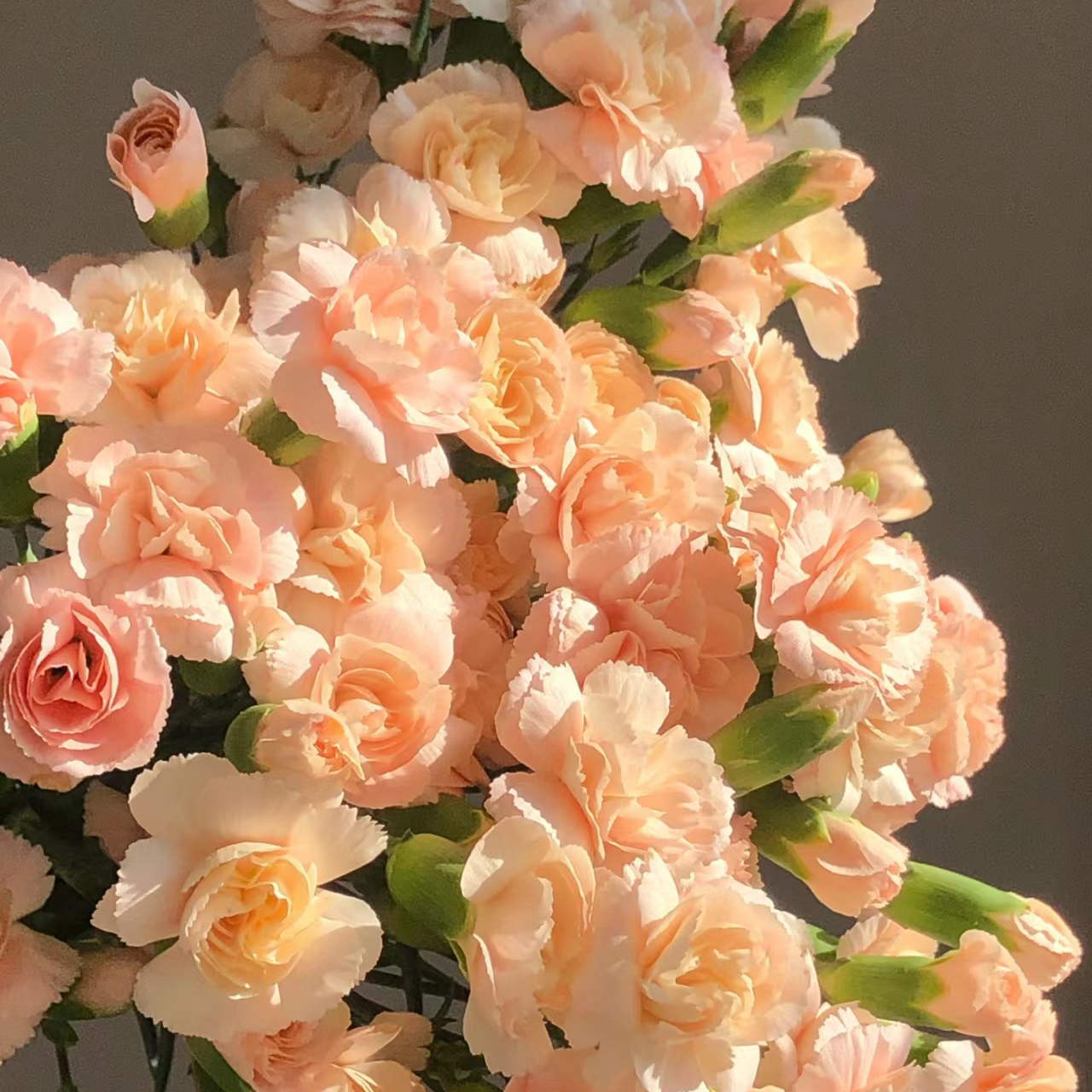 莫言多头康乃馨丨20支