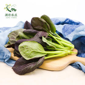 紫叶油菜 500g