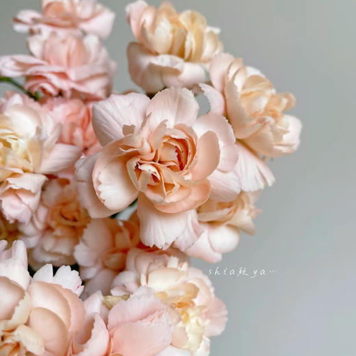 莫言多头康乃馨丨20支 商品图2