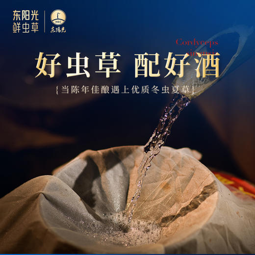 东阳光冬虫夏草伴侣酒礼盒装  500ML酒+5g冬虫夏草 商品图2