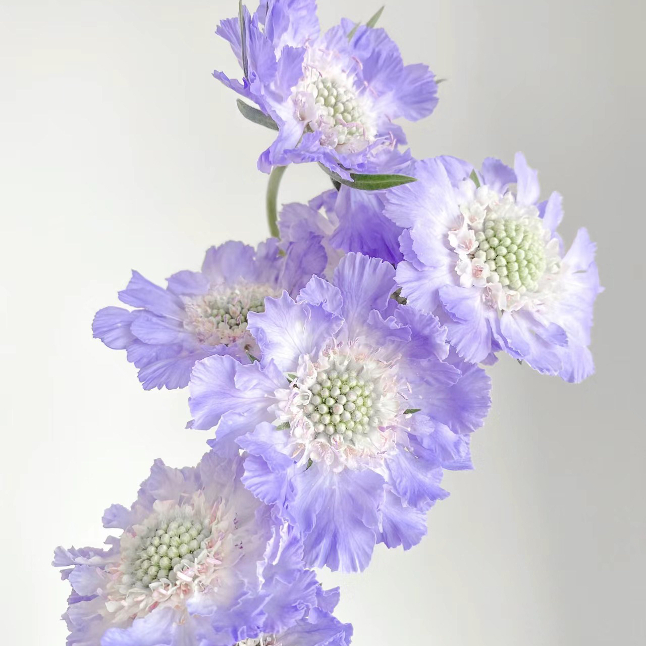 蓝盆花紫色丨草花【单拍不发】