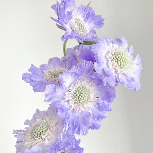 蓝盆花紫色丨草花【单拍不发】 商品图0