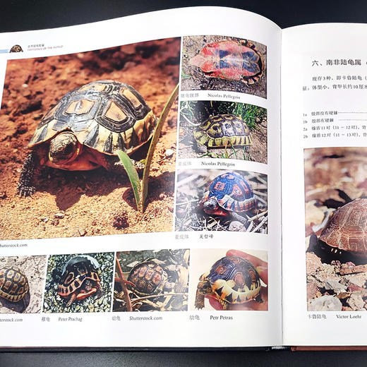 世界陆龟图鉴 【中国农业出版社官方正版】 商品图4