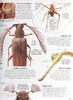 预售 【中商原版】DK 英文原版 Eyewitness 系列昆虫百科 Insect Eyewitness 昆虫指南 插图介绍 商品缩略图7