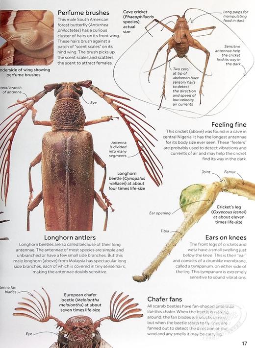 预售 【中商原版】DK 英文原版 Eyewitness 系列昆虫百科 Insect Eyewitness 昆虫指南 插图介绍 商品图7