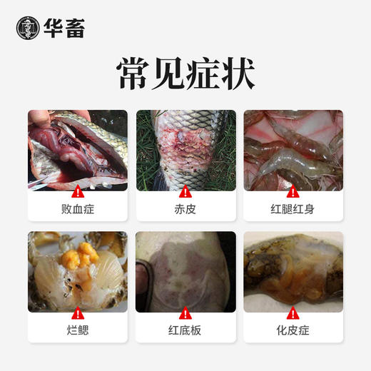 【社群专享】华畜10%聚维酮碘溶液水产用 水霉病腐皮烂皮等 杀菌消毒安全性好 商品图1