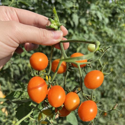 金玲珑黄金圣女果,葡萄紫茄,小巧玲珑,果色诱人,肉质扎实,酸甜爆汁,不