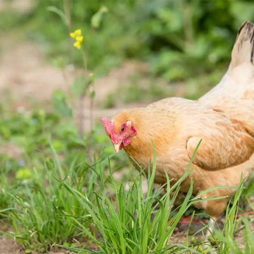 【拍1发3 到手3只】安徽大别山黄油老母鸡，   吃粮食，青菜，和自由觅食，新鲜现杀土鸡   小火煲汤2小时以上，汤汁鲜美油而不腻，肉质紧实有嚼劲 商品图3