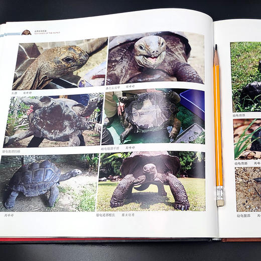 世界陆龟图鉴 【中国农业出版社官方正版】 商品图6