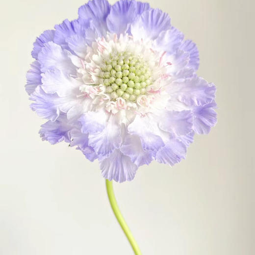 蓝盆花紫色丨草花【单拍不发】 商品图2