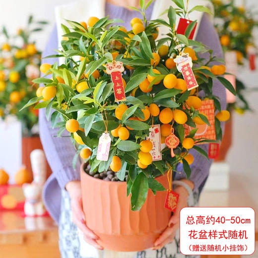 金桔盆栽-1盆带果四季果树食用金橘室内阳台招财春节元旦送礼祝福植物（果实偏青） 商品图4