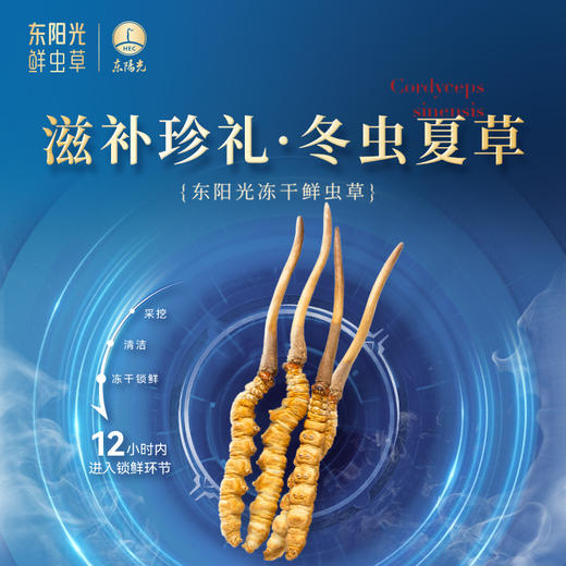 东阳光冬虫夏草伴侣酒礼盒装  500ML酒+5g冬虫夏草 商品图4