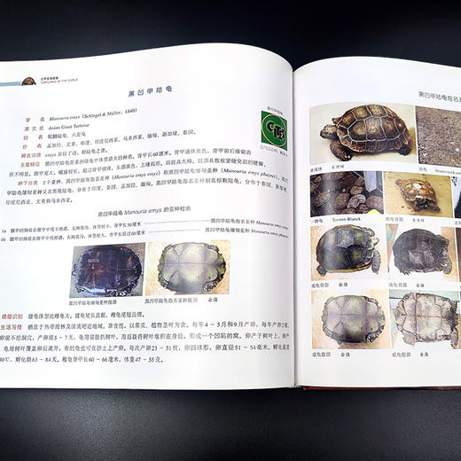 世界陆龟图鉴 【中国农业出版社官方正版】 商品图5