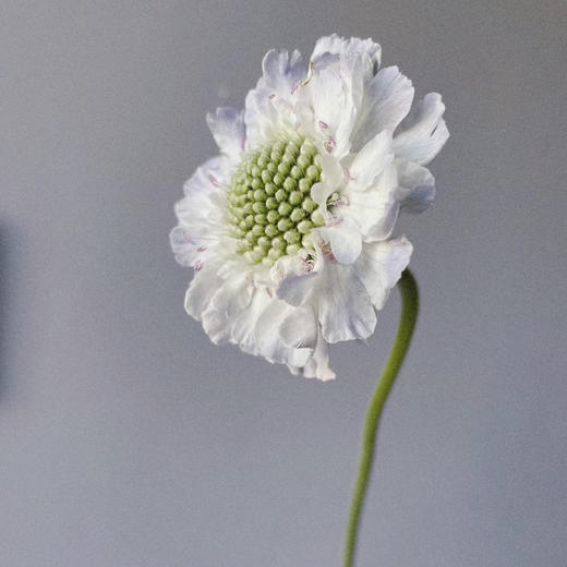 蓝盆花白色丨草花【单拍不发】 商品图2