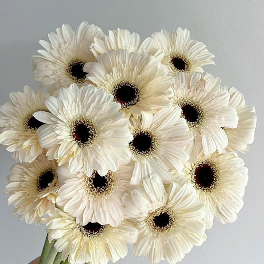 白色丨品牌弗朗菊丨20支 商品图0