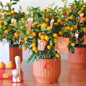 金桔盆栽-1盆带果四季果树食用金橘室内阳台招财春节元旦送礼祝福植物（果实偏青）