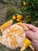 【每天现摘】重庆荣昌碰柑50元10斤包邮（香甜可口） 商品缩略图1