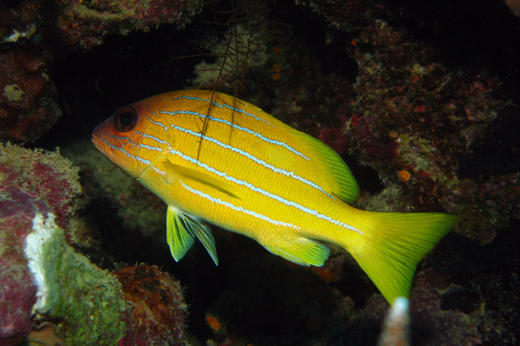 四线笛鲷 商品图1