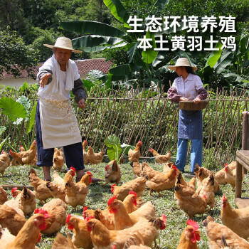 温氏供港三黄鸡1.6斤 冷冻 90天农家土鸡慢养走地鸡 红烧白切煲汤食材 商品图0