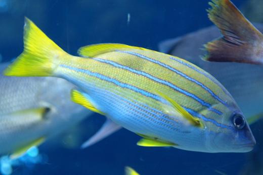 四线笛鲷 商品图0