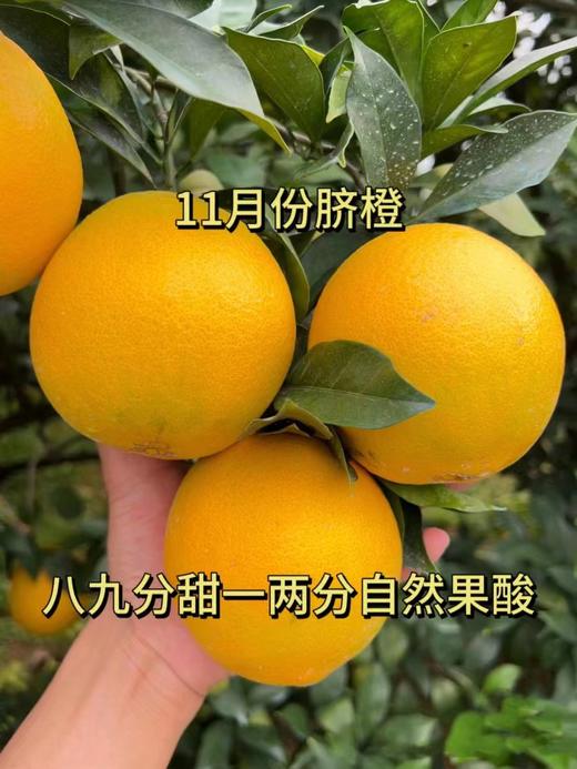 赣南脐橙 商品图3