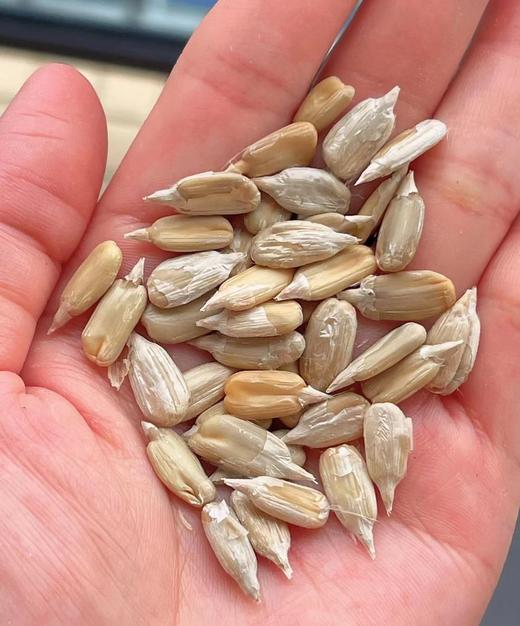 磕磕瓜子 168克*5包（原味炒瓜子 0添加）| 加农炮 内蒙古五原县（纯素） 商品图8