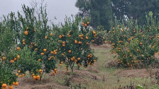 【每天现摘】重庆荣昌碰柑50元10斤包邮（香甜可口） 商品图5