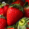 生态草莓（河南）  |合作生产 * Ecological strawberry | Coproduction 商品缩略图2