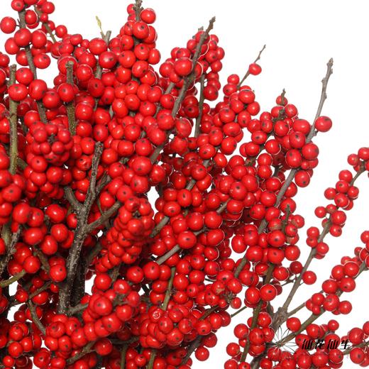 德邦空运包邮冬青 | 天物秋实A级（运输过程中易掉果、压伤,不售后，介意慎拍） 商品图2