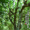 9月3日早9点【冰岛白茶】2022年云南冰岛大叶种古树原叶白茶送礼自饮必选，一袋就是一泡简单高效方便 商品缩略图7