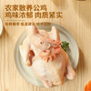 温氏供港农养公鸡 1.6斤 冷冻走地鸡90天农家散养大公鸡 笨鸡中华土鸡 商品缩略图2