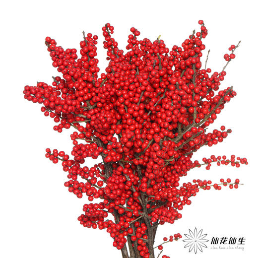 德邦空运包邮冬青 | 天物秋实A级（运输过程中易掉果、压伤,不售后，介意慎拍） 商品图1